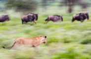 Wilderness Usawa Serengeti Lion stalking Migration