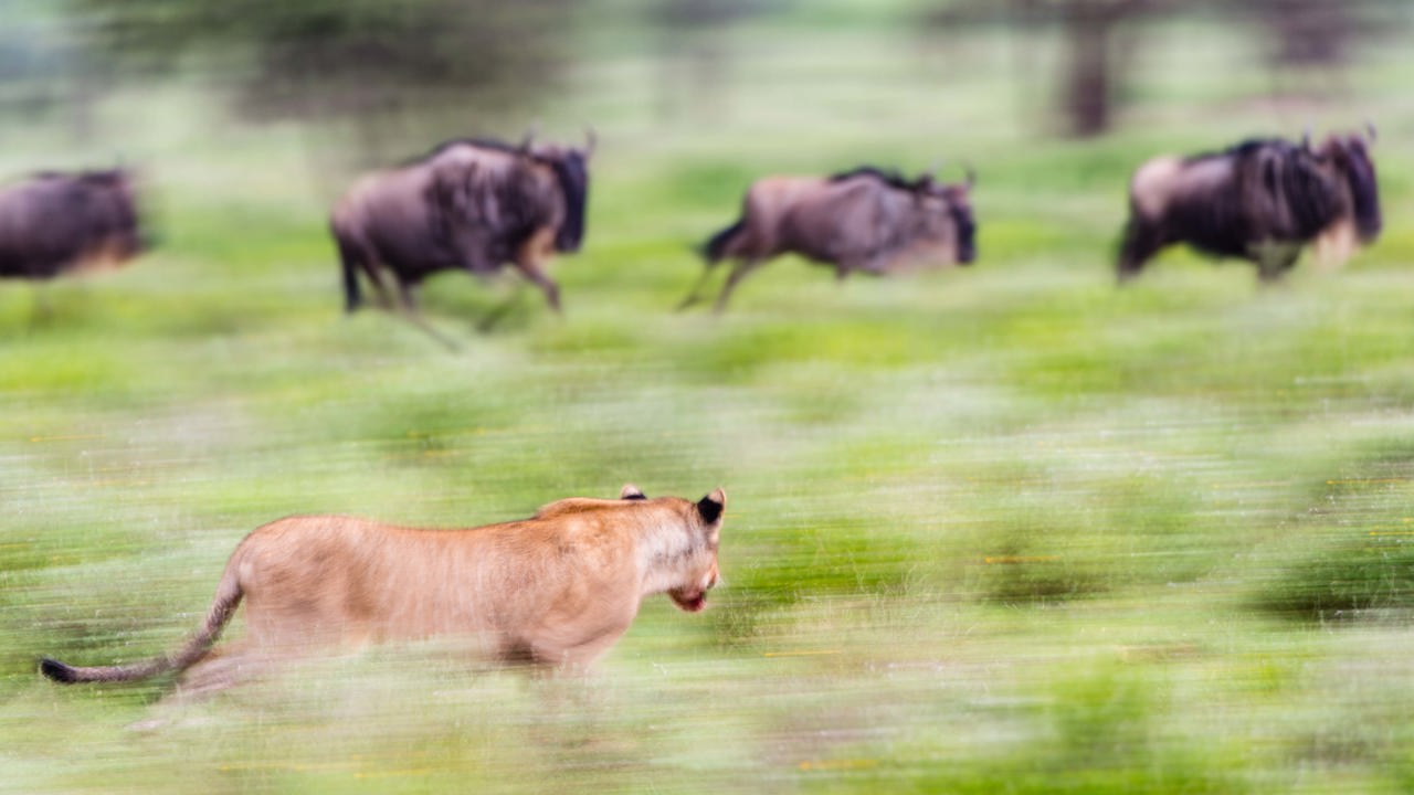 Wilderness Usawa Serengeti Lion stalking Migration