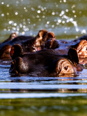 Wilderness Toka Leya Zambia Wildlife Hippo