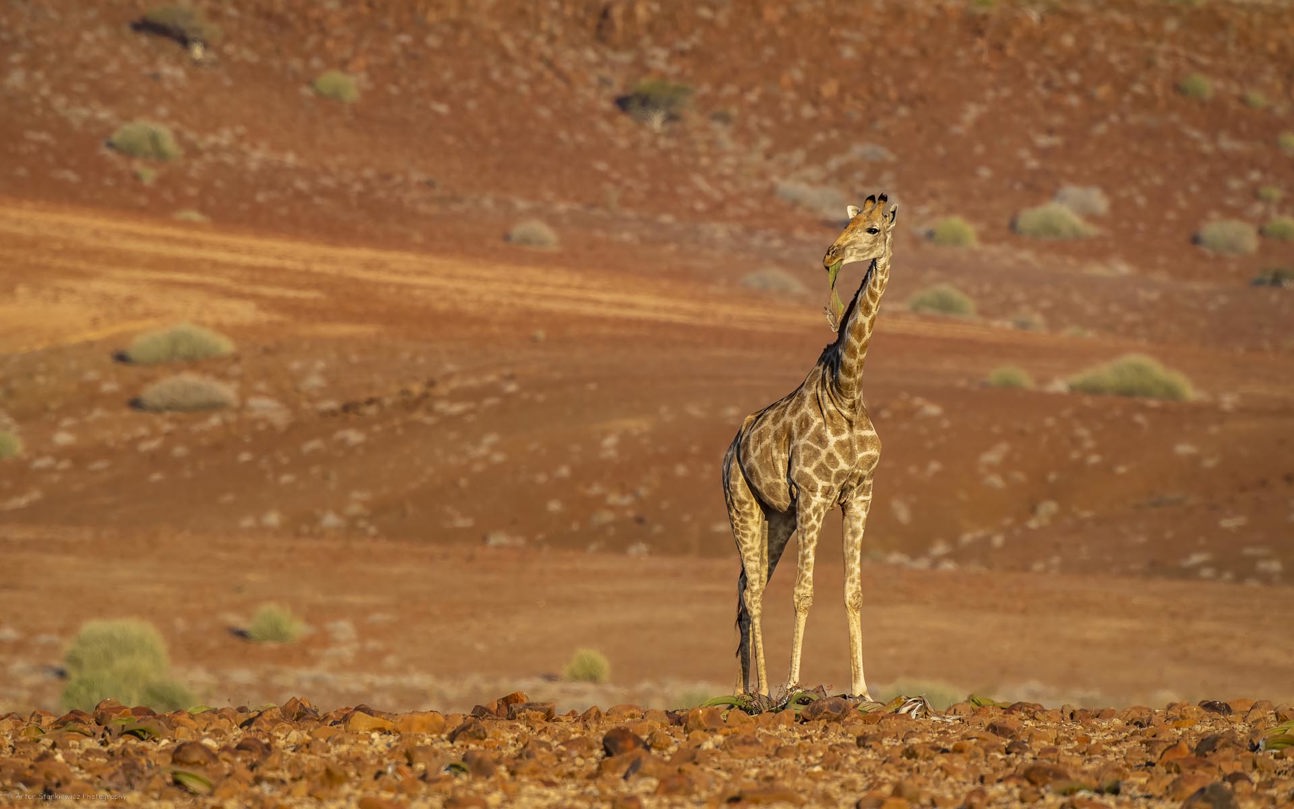Angolan Giraffe Feeding On Leaves Of Welwitschia Mirabilis In Damaraland