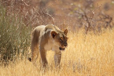 Wilderness Trust Supports Lion Rangers Programme