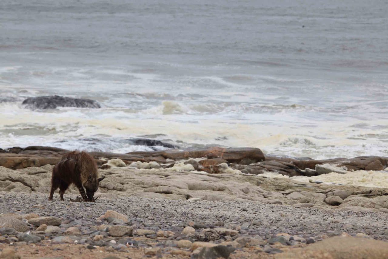 Rare sighting of a brown hyena along the Skeleton Coast near Wilderness Hoanib
