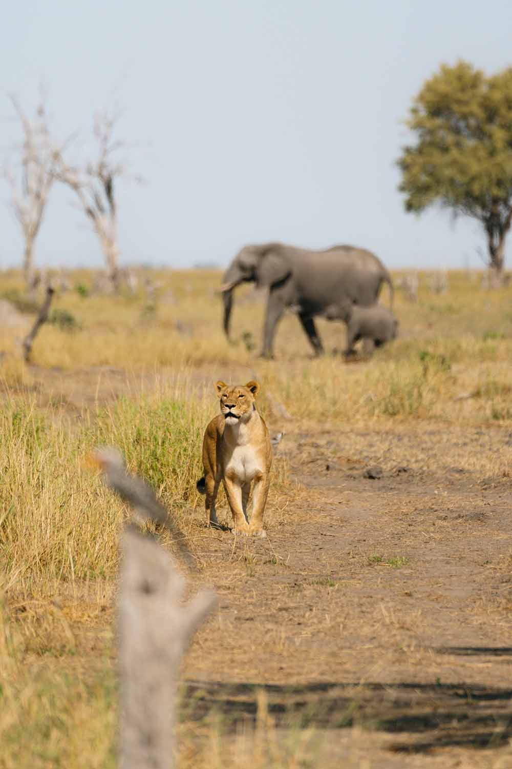 Lion on the Mababe plains with elephants