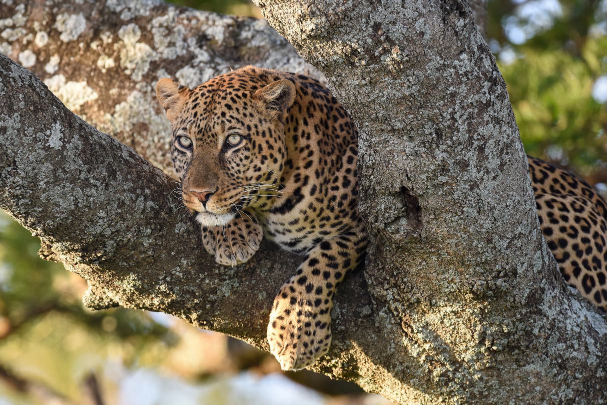 Leopard in a tree in Tanzania Serengeti
