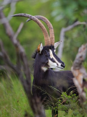Wilderness Savuti Botswana Wildlife Sable Antelope