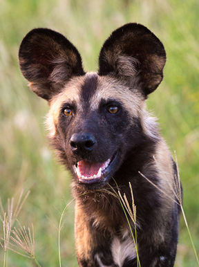 Vumbura Plains Botswana Wildlife Wild Dog