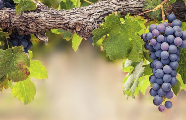 Grapes Winelands South Africa Wilderness Touring