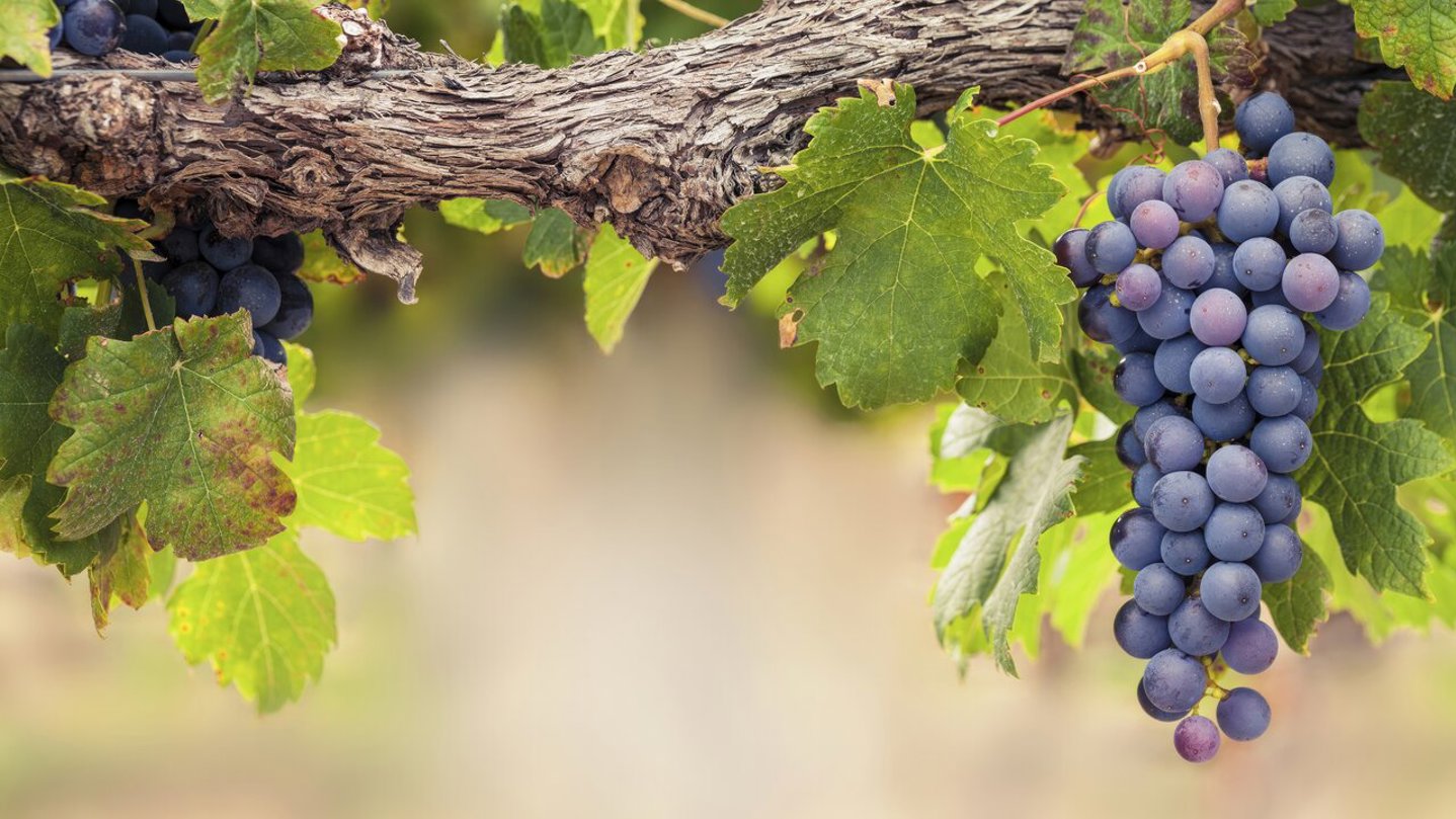 Grapes Winelands South Africa Wilderness Touring