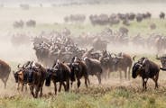 Wilderness Usawa Tannzania The Great Wildebeest Migration
