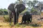 Elephant and calf in the Qorokwe Concession 