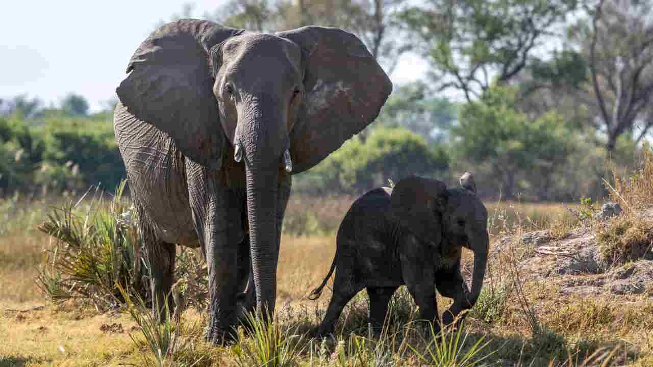 Elephant and calf in the Qorokwe Concession 