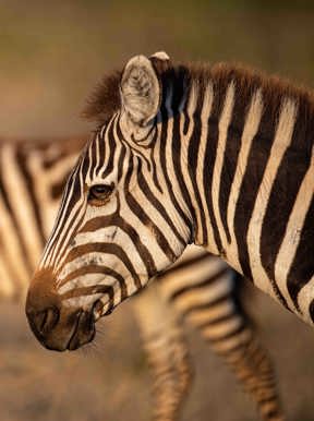 Zebra migrate in thousands across the Serengeti