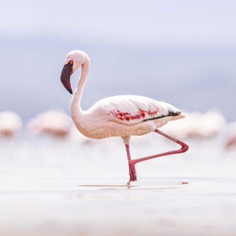 Wilderness Kenya Habitat Saline Lakes