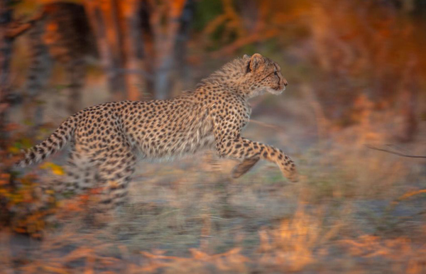 A cheetah cub running through the bush at Wilderness Chitabe in Botswana