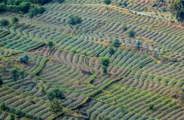 Reforestation project in Rwanda
