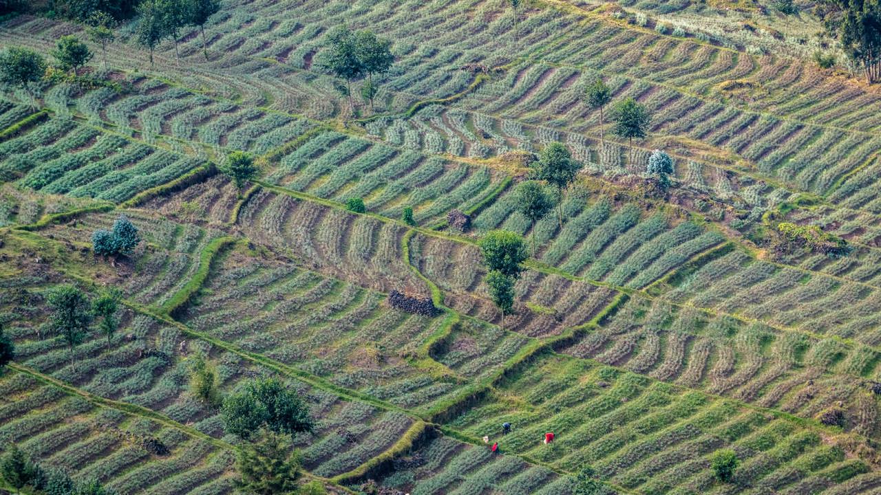 Reforestation project in Rwanda