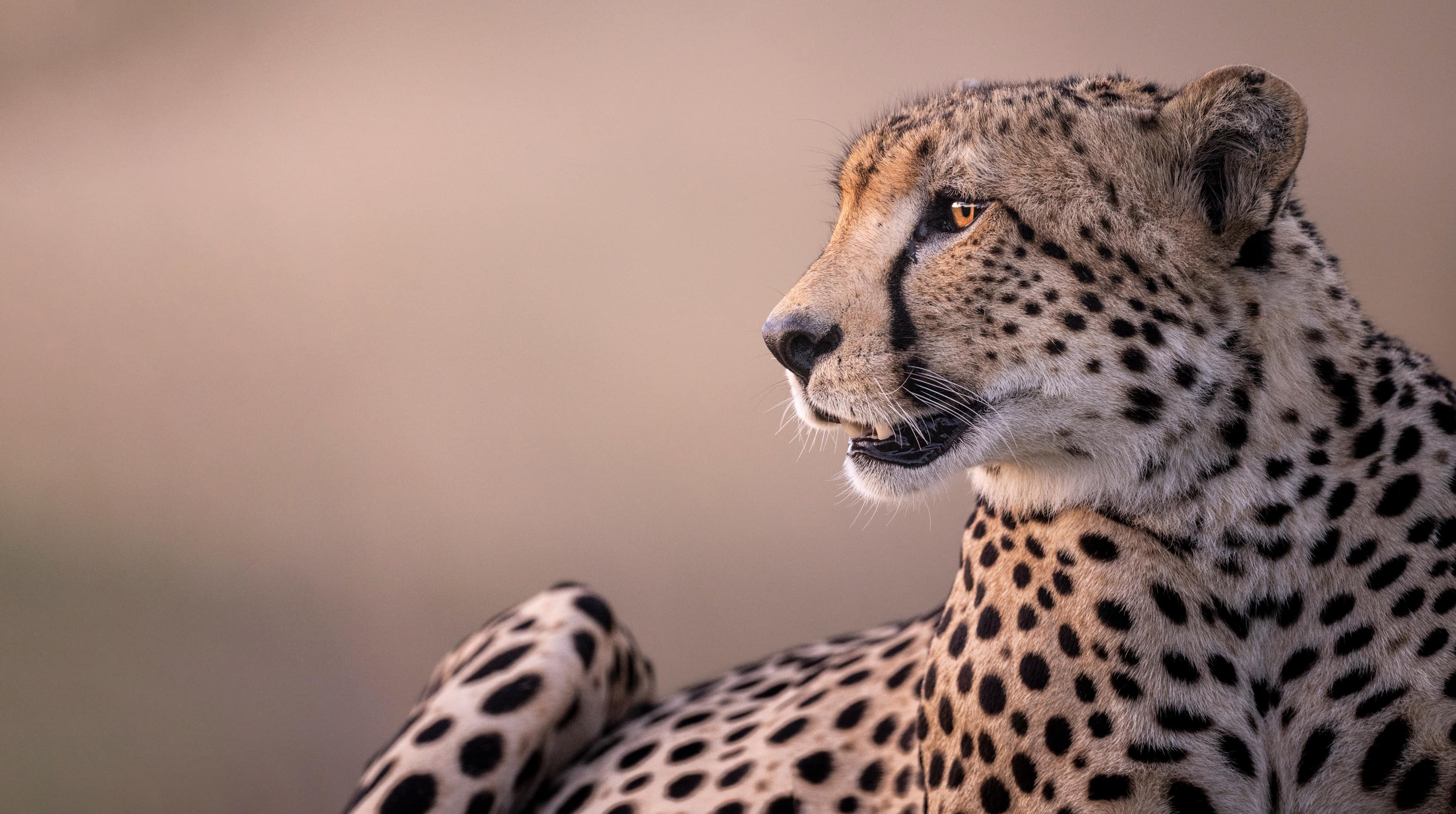 Cheetah resting in the wilderness watching the plains