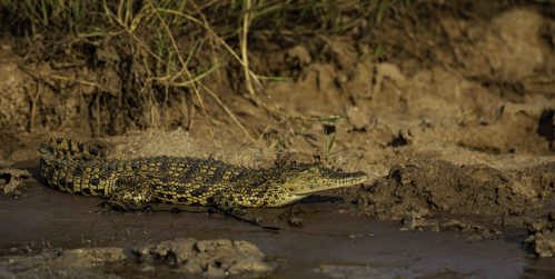 Wilderness Magashi Wildlife Crocodile