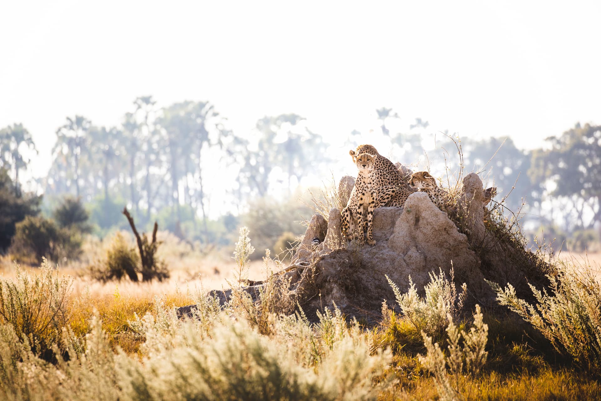 A cheetah mother and her cubs perched atop a prominent termite mound, surveying the vast, sun-drenched African savanna with palm trees in the blurred background.