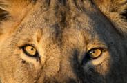 Closeup of lions gaze - healthy male lion in Tanzania