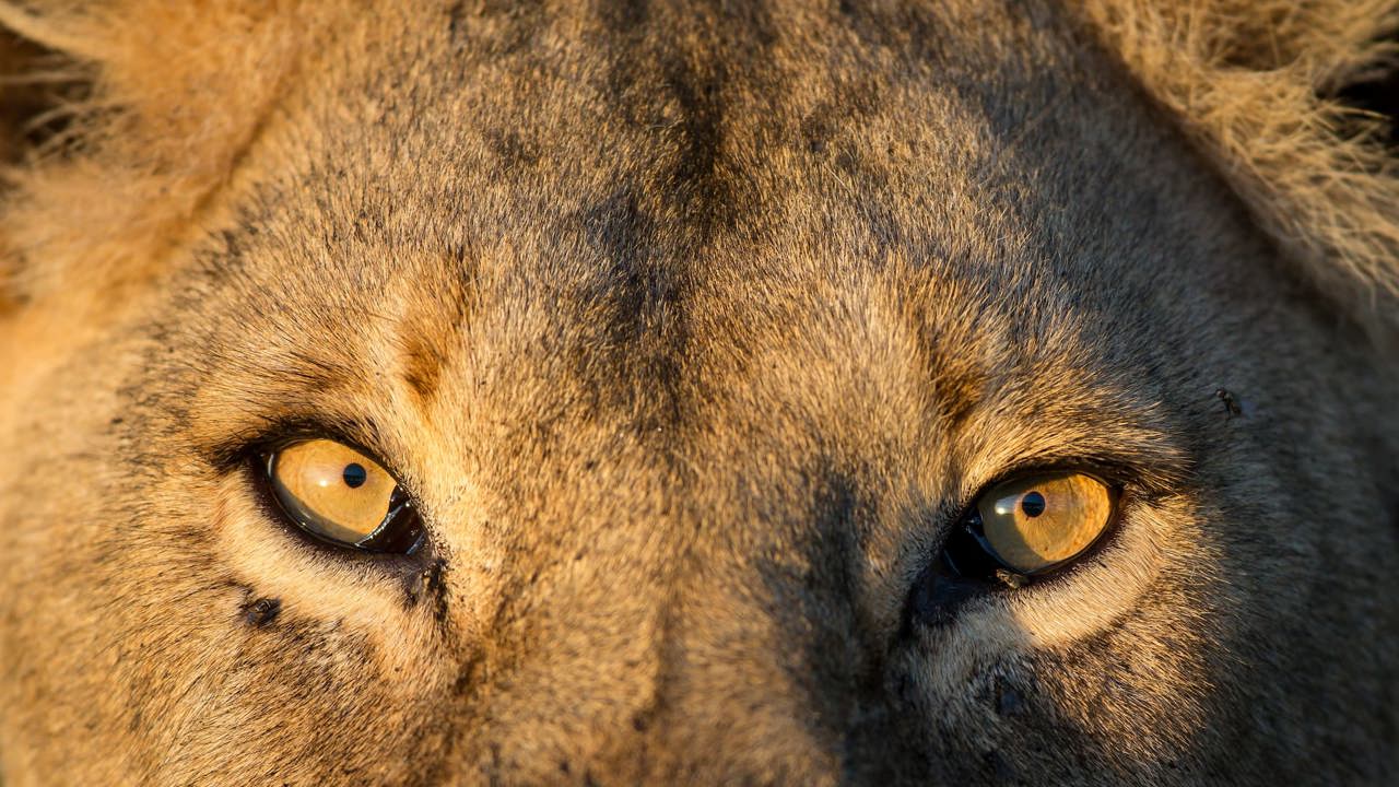 Closeup of lions gaze - healthy male lion in Tanzania