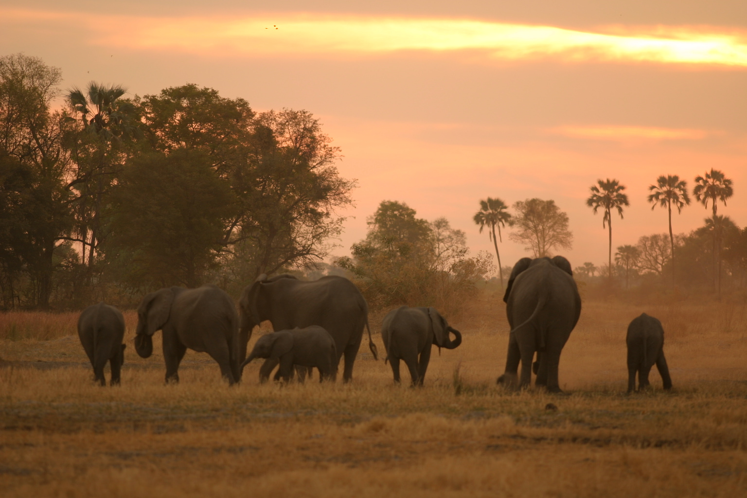Elephant herd in Chitabe Botswana