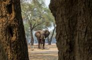 Elephant seen standing in the woodlands of Mana Pools, Zimbabwe