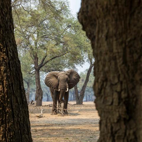 Elephant seen standing in the woodlands of Mana Pools, Zimbabwe