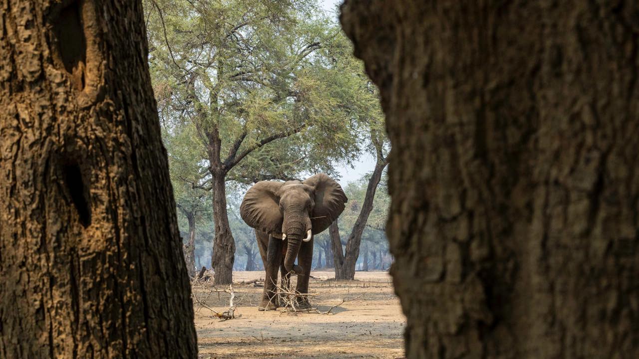 Elephant seen standing in the woodlands of Mana Pools, Zimbabwe