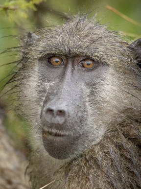 South Africa Wildlife Chacma Baboon