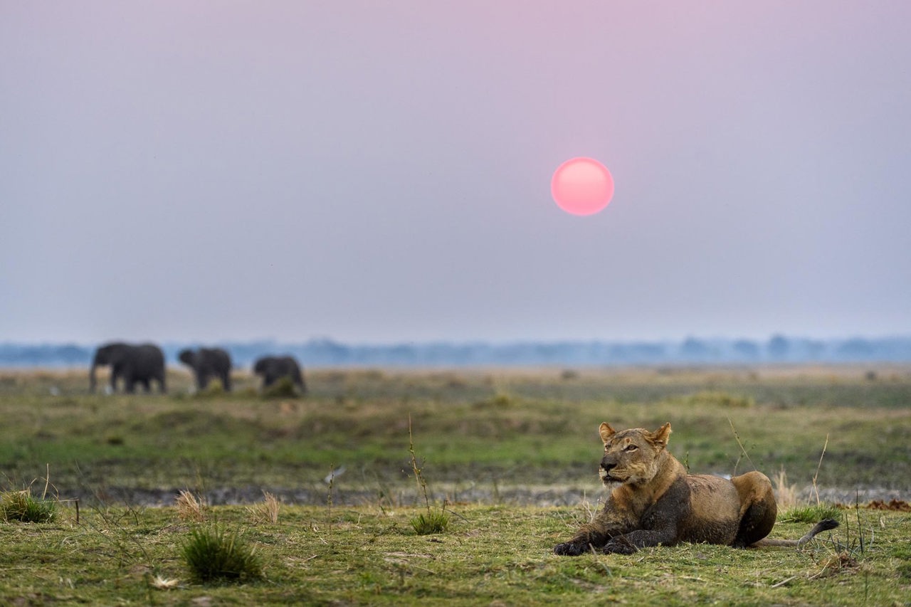 Lion and elephants at Mana Pools at sundown