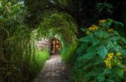 Forest path leading to a guest villa at Wilderness Bisate, Rwanda