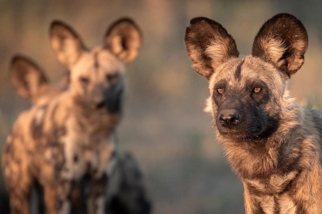 Wild dogs are regular sightings at Chitabe and also the inspiration behind the logo