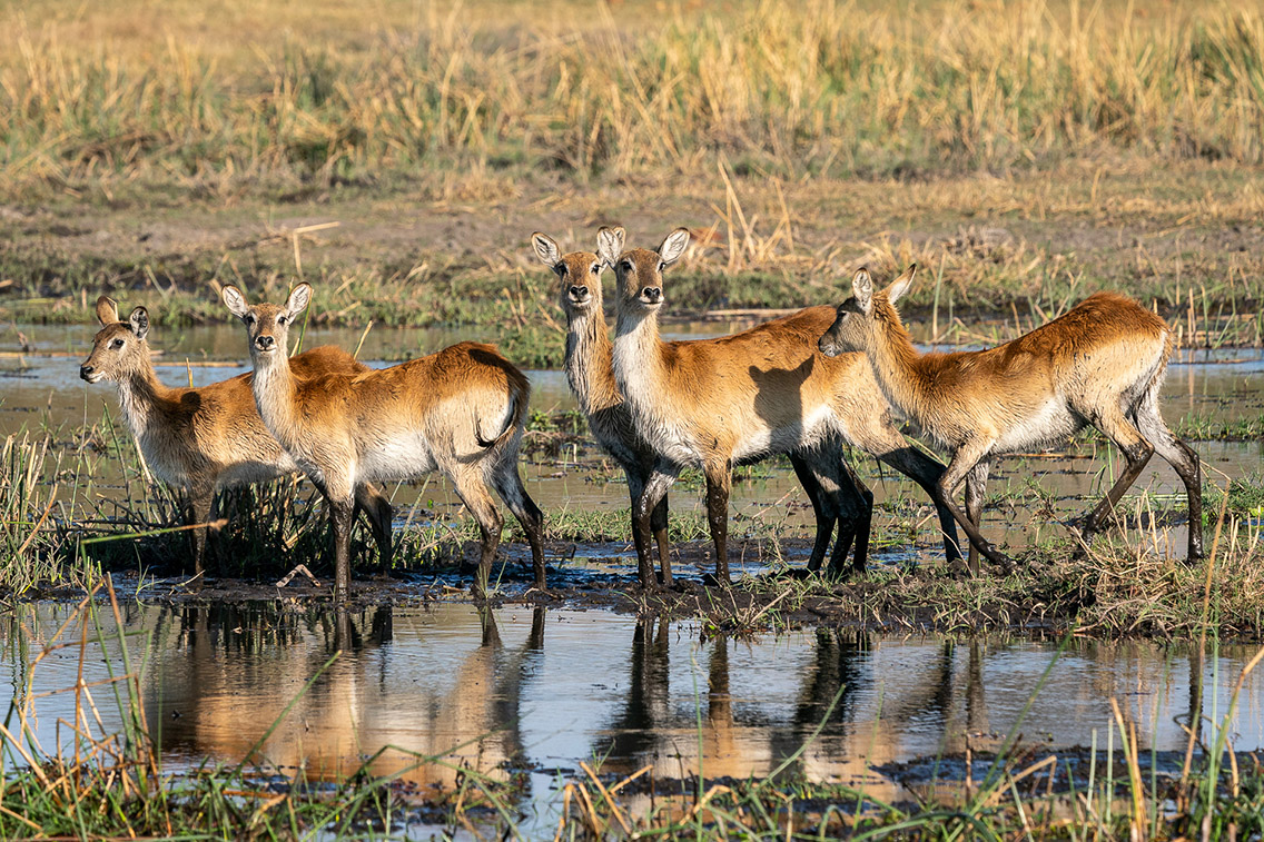 Wilderness Dumatau Botswana Wildlife Lechwe