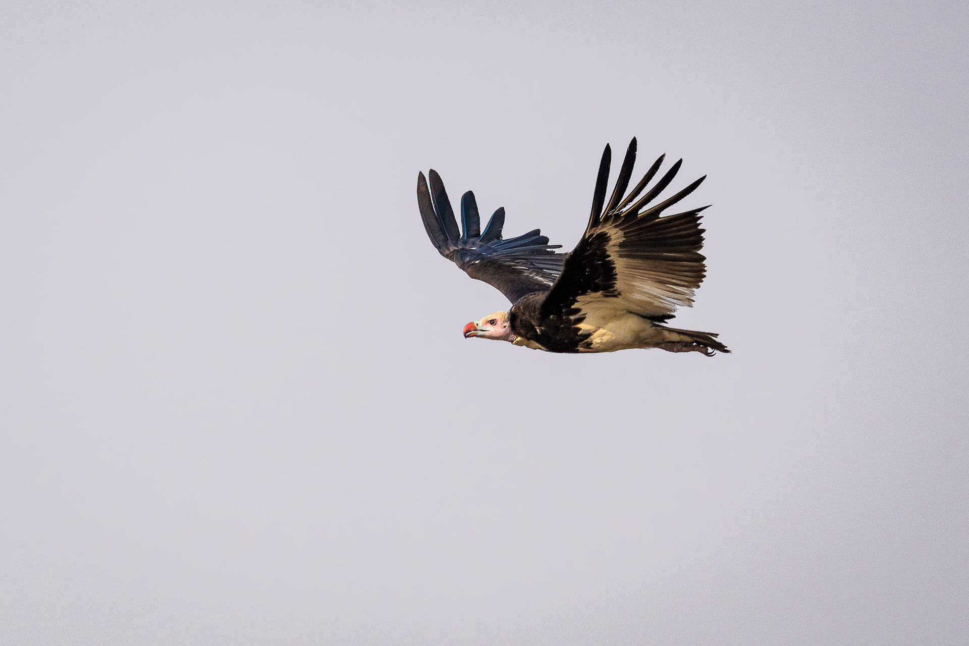 Wilderness Botswana Vulture in flight