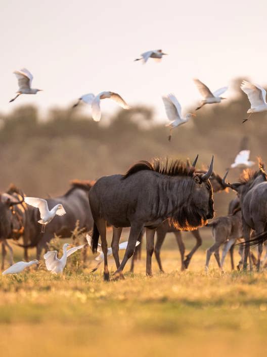 Herds of animals seen at Mombo including gnu