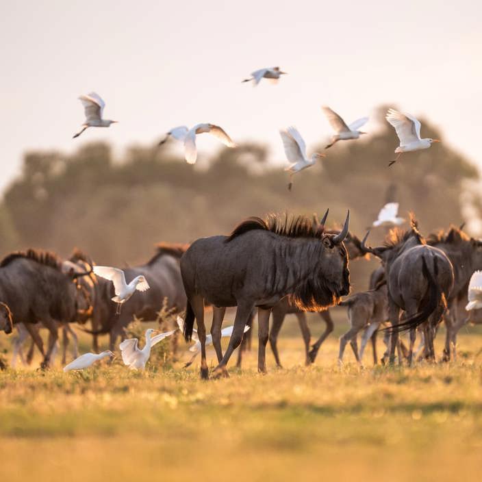 Herds of animals seen at Mombo including gnu