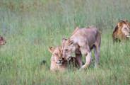 Lion Pride At Mombo Moremi Botswana