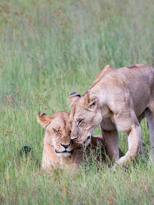 Lion Pride At Mombo Moremi Botswana