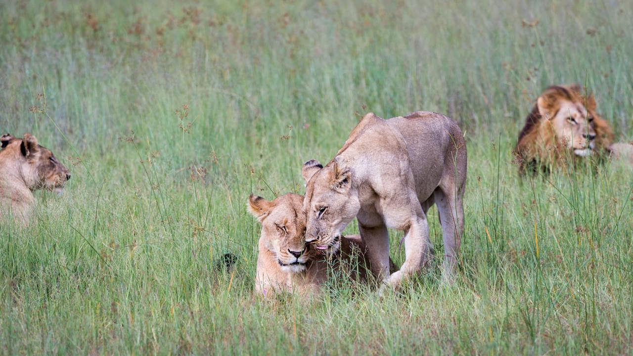 Lion Pride At Mombo Moremi Botswana