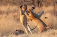 Young lions play fighting at Chitabe working on their hunting skills