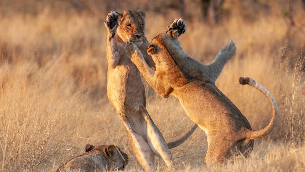 Young lions play fighting at Chitabe working on their hunting skills