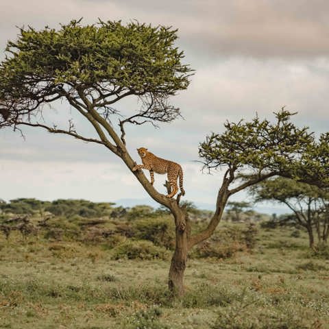 Cheetah resting in tree in Serengeti Tanzania safari
