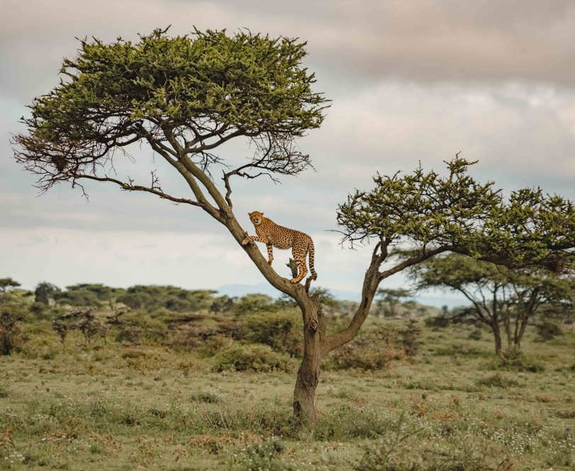 Cheetah resting in tree in Serengeti Tanzania safari