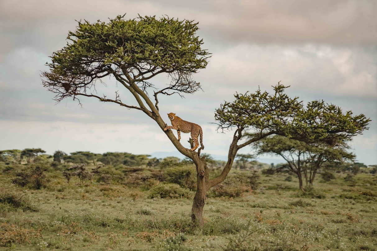 Cheetah resting in tree in Serengeti Tanzania safari