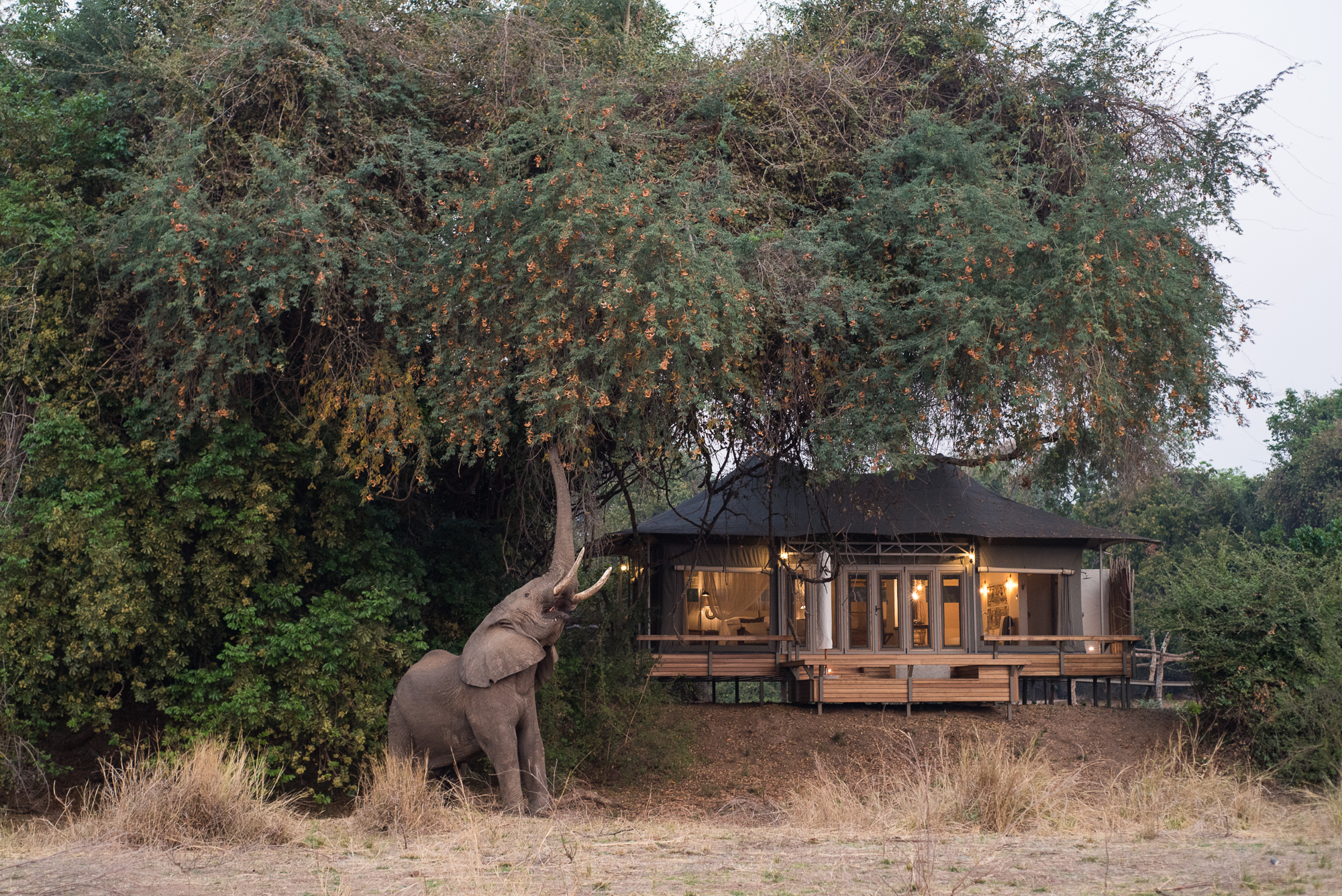 Wilderness Chikwenya guest tent with elephant in front