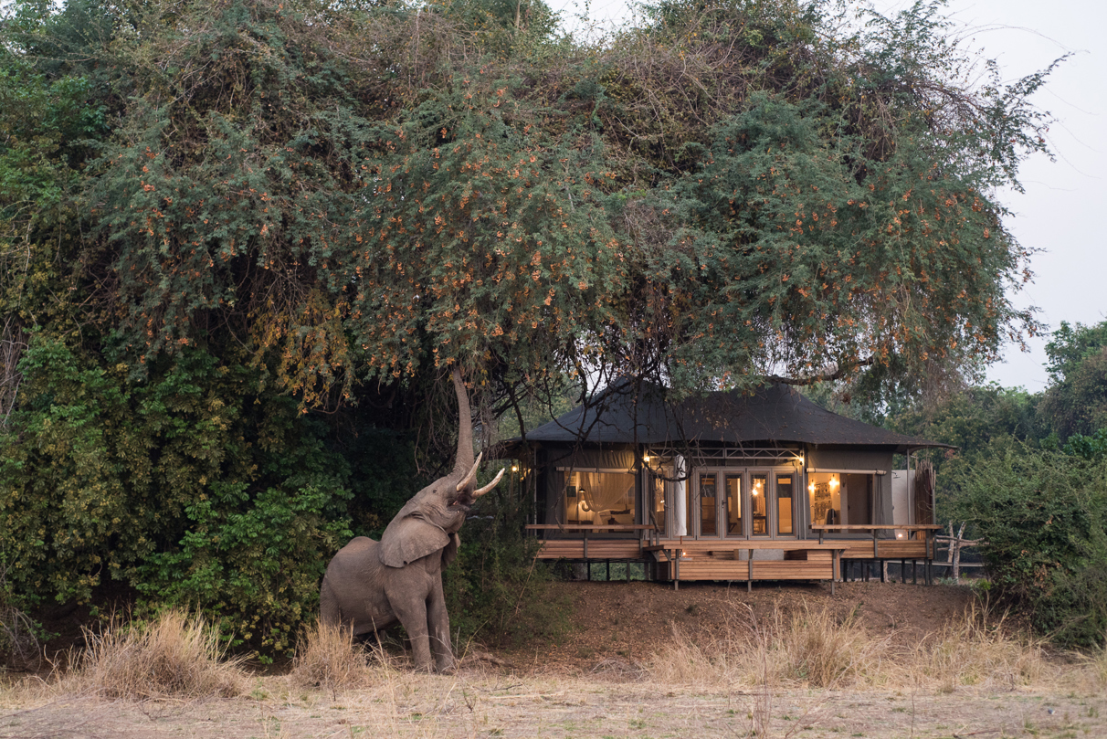 Wilderness Chikwenya guest tent with elephant in front