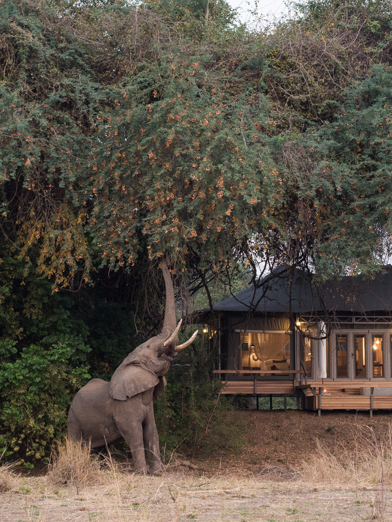 Wilderness Chikwenya guest tent with elephant in front