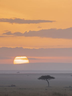 Sunrising over the Mara Triangle in Kenya - iconic Acacia tree