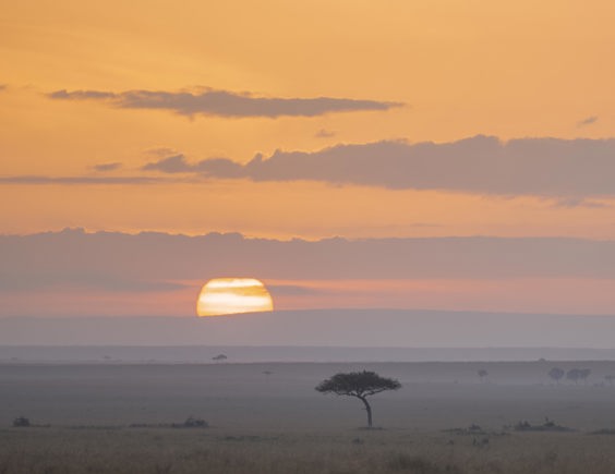 Sunrising over the Mara Triangle in Kenya - iconic Acacia tree